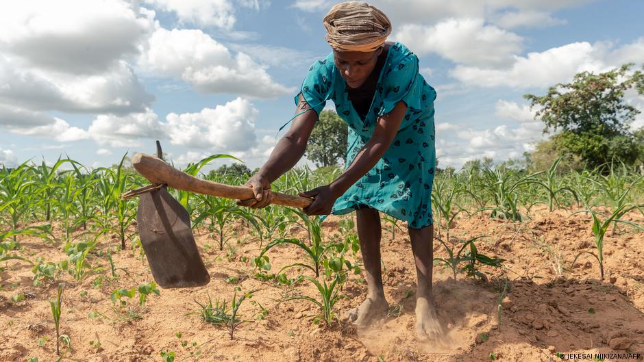 Niassa suit les conseils de Chapo et investit dans les jardins potagers